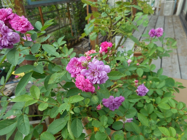 f0366679_20262130.jpg