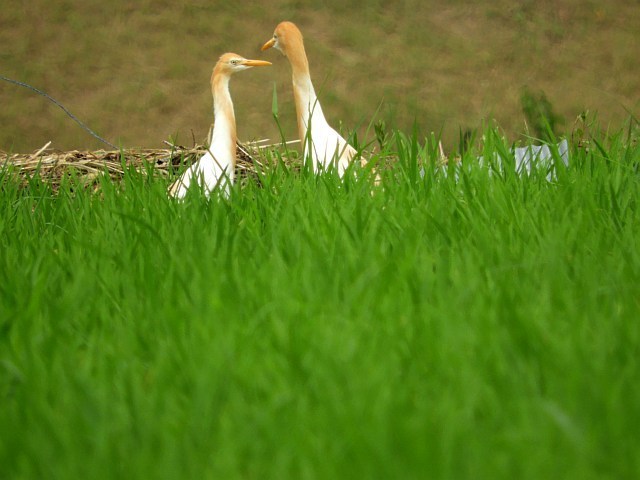 f0378979_15102189.jpg
