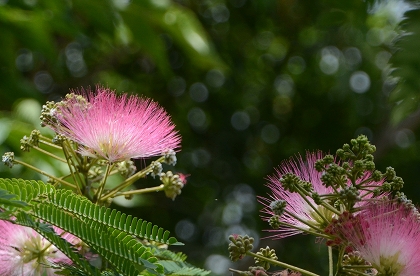 c0229483_0291631.jpg