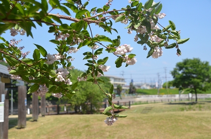 c0229483_0335834.jpg