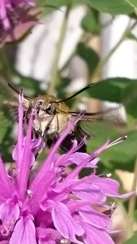 e0351303_16010054.jpg