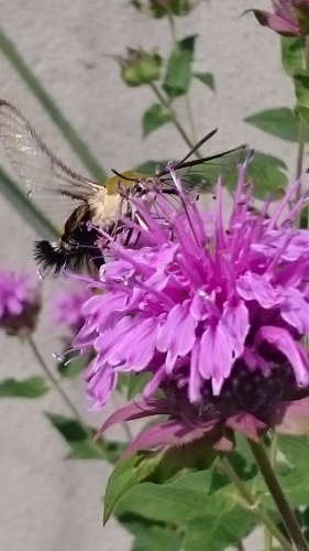 e0351303_16071083.jpg