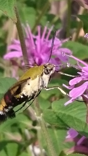 e0351303_16125184.jpg