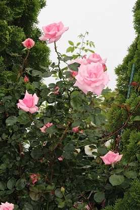 f0325309_15261154.jpg