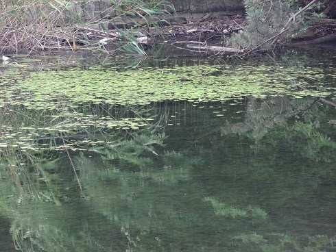 f0000521_05394757.jpg