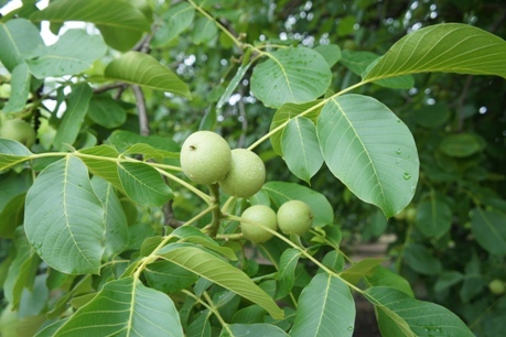 f0368538_10080548.jpg