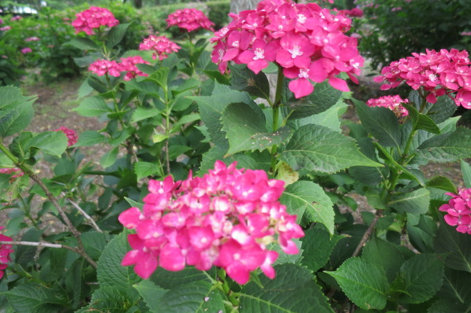 f0202151_19124562.jpg