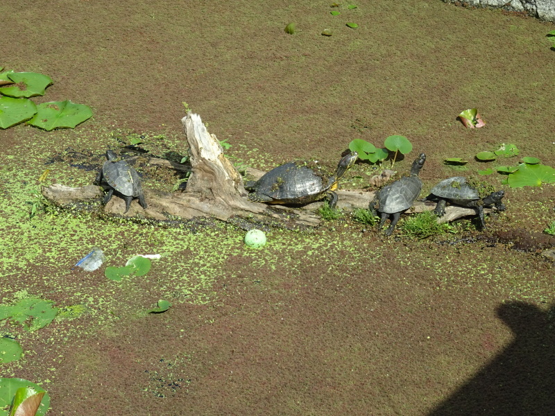c0108460_17440097.jpg