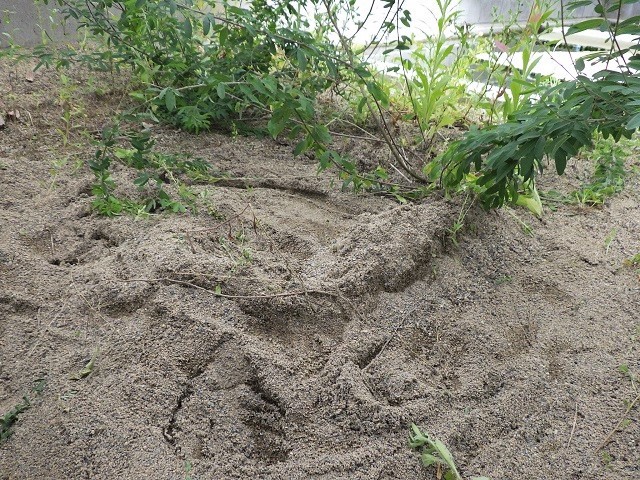 c0105569_01400847.jpg