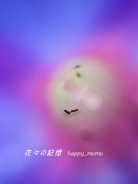 c0357781_11581641.jpg