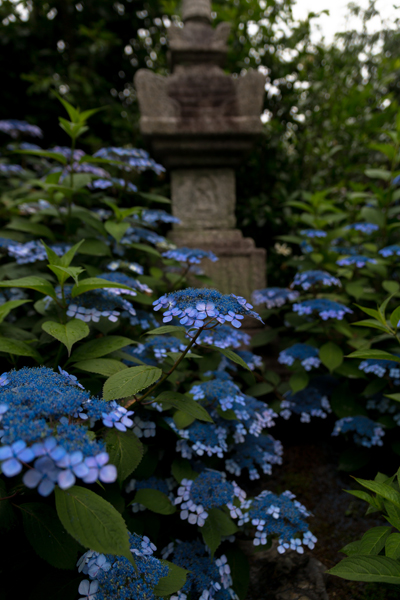 e0051888_313761.jpg