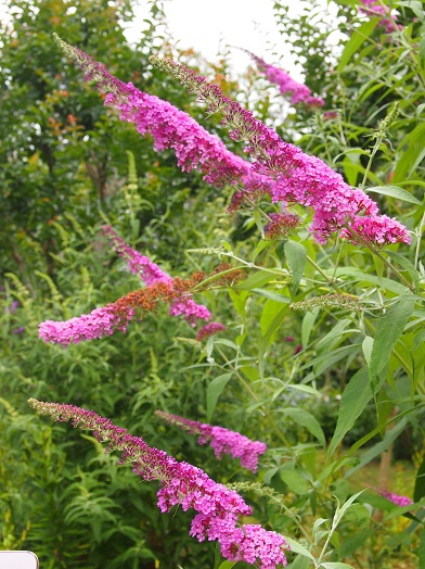 e0245404_17272211.jpg