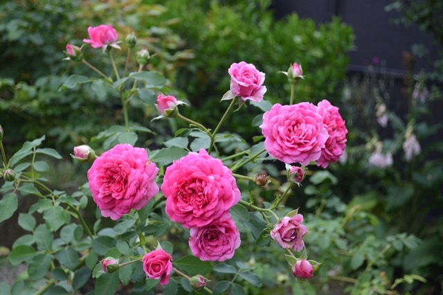d0096422_18112876.jpg