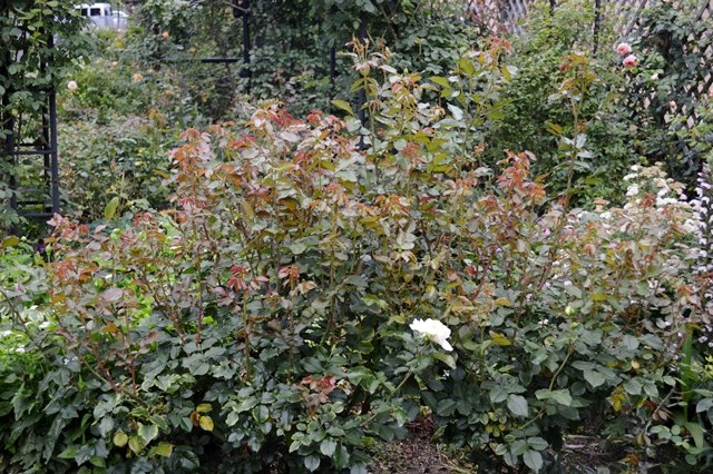 d0096422_1822791.jpg