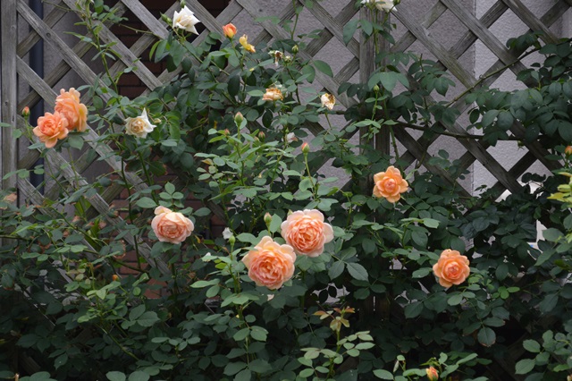 d0096422_1875391.jpg