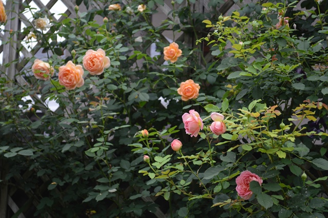 d0096422_1882965.jpg