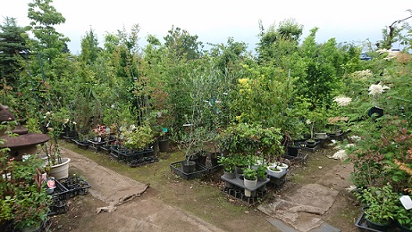 f0087347_6192786.jpg