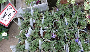 f0087347_715489.jpg
