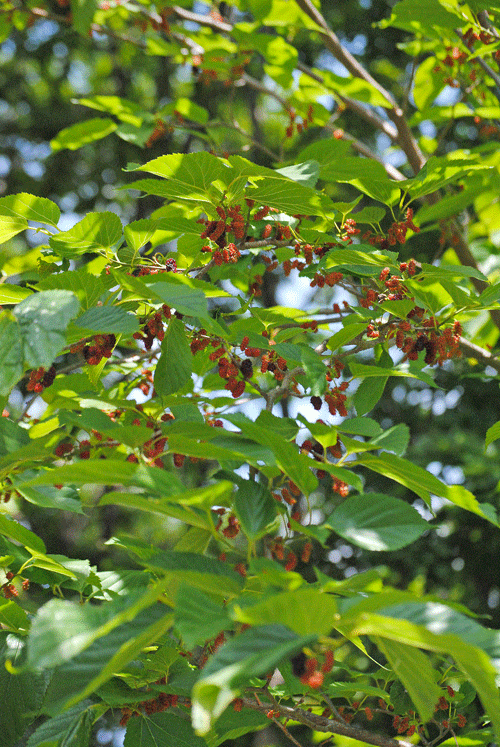 a0001354_19593322.gif