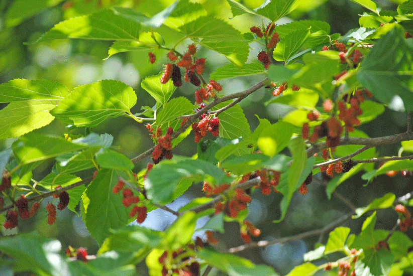 a0001354_20000069.gif