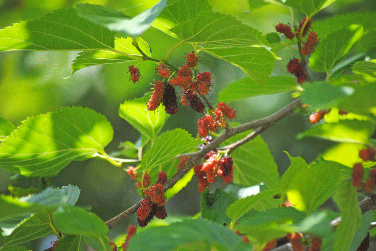 a0001354_20002288.gif