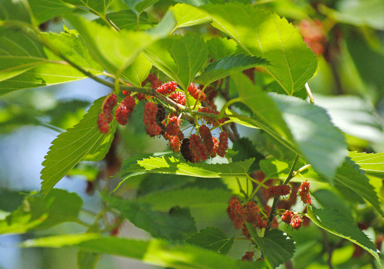 a0001354_20003159.gif