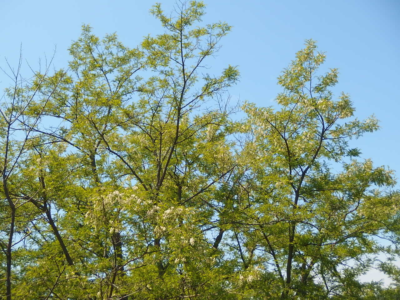 e0004756_21505646.jpg