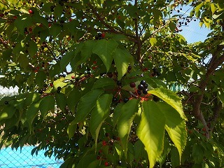e0004756_21555423.jpg