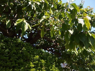 e0004756_21573597.jpg