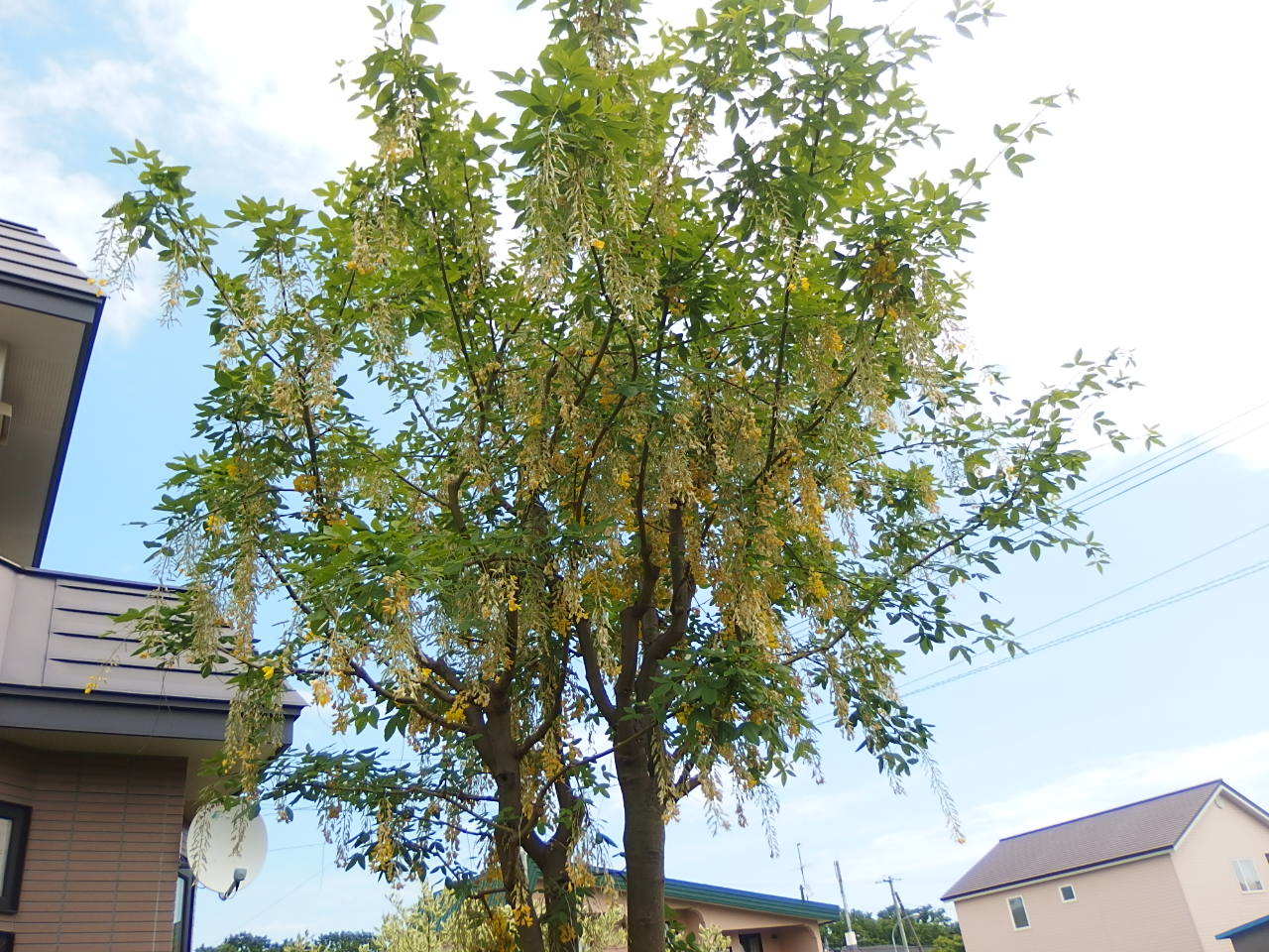 e0004756_22260042.jpg