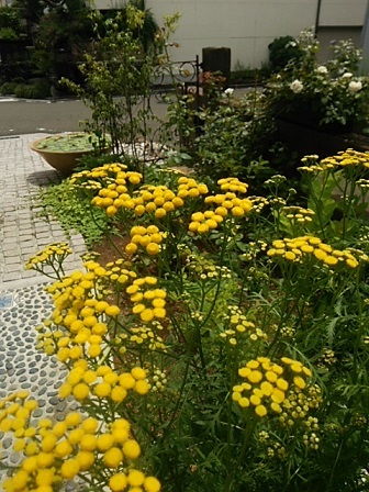 c0172261_22005971.jpg