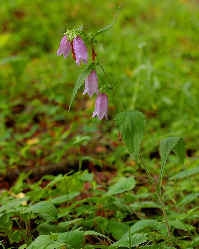 c0305565_17524129.jpg