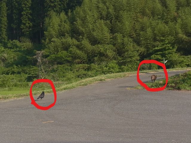 e0148077_1153275.jpg
