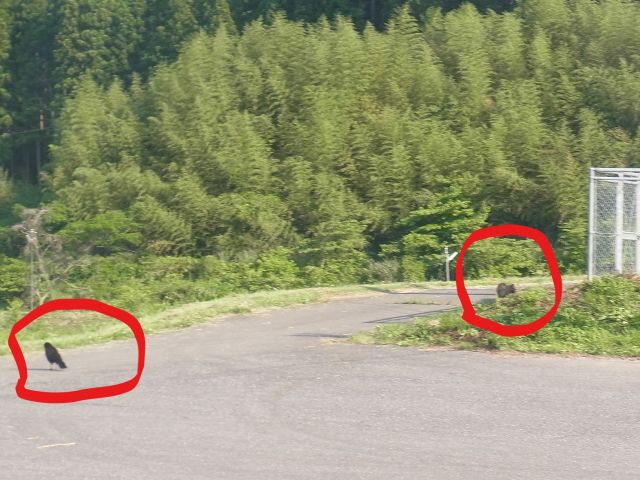 e0148077_11535021.jpg