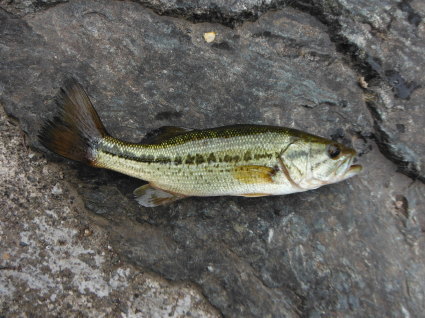e0050579_12110640.jpg