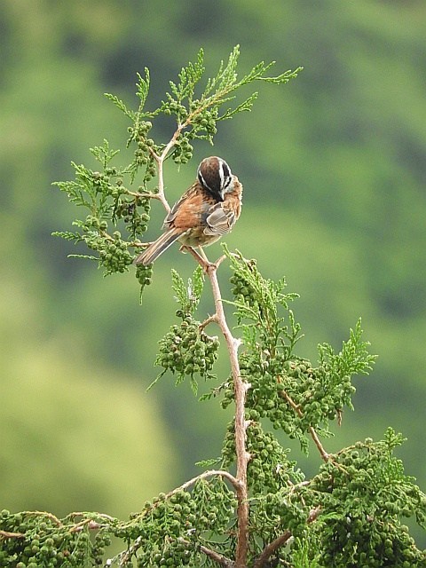 f0378979_18080575.jpg