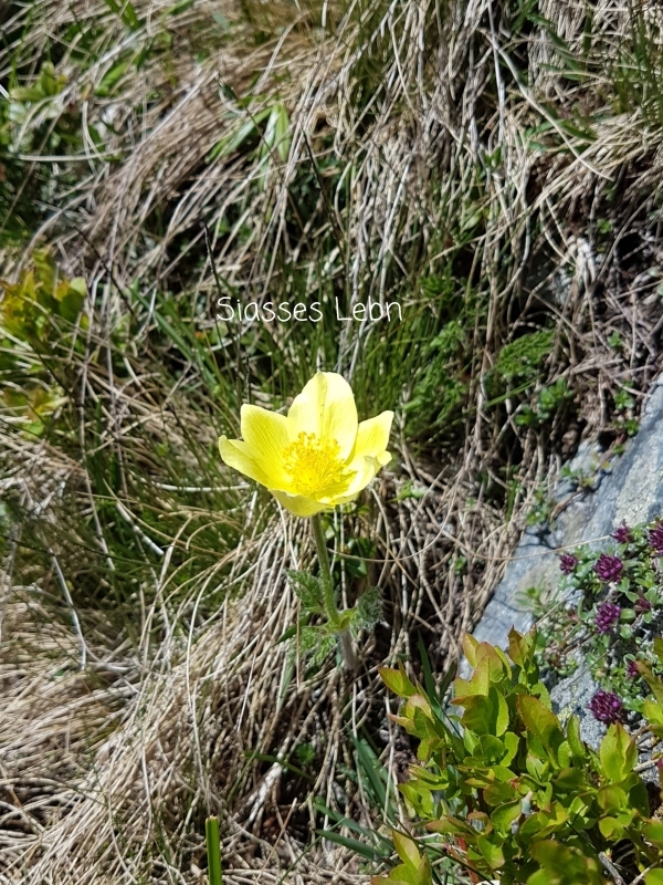 e0088895_17390204.jpg