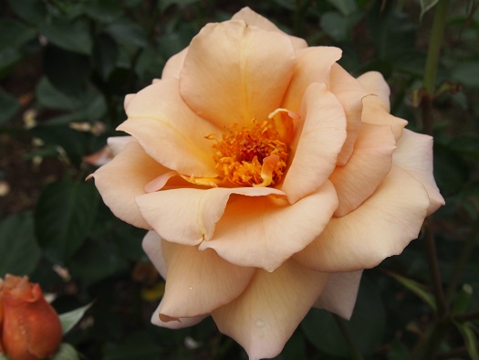e0245404_16394669.jpg