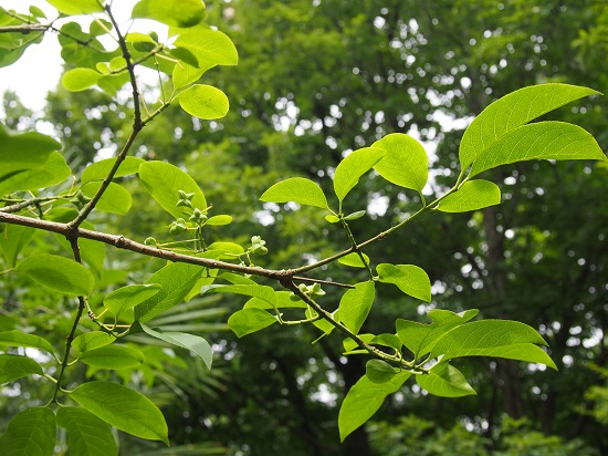 e0245404_164154.jpg