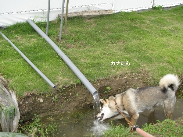 f0143123_09511610.jpg