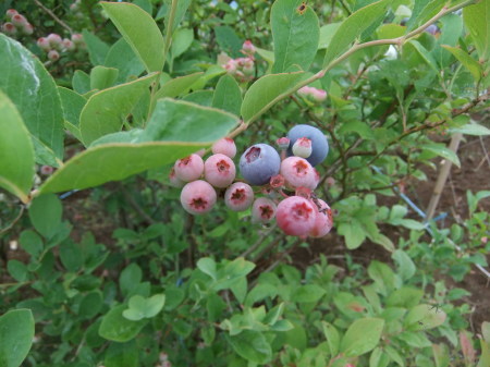 b0137932_16283691.jpg