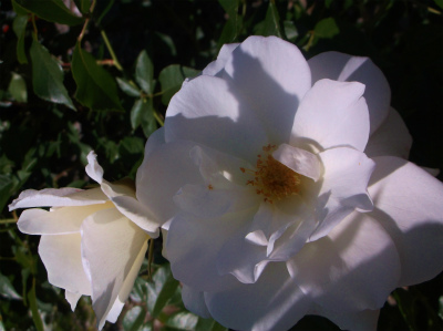 c0006745_05333980.jpg