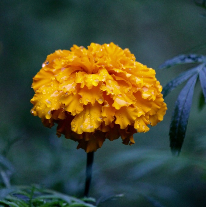 a0248459_14082520.jpg