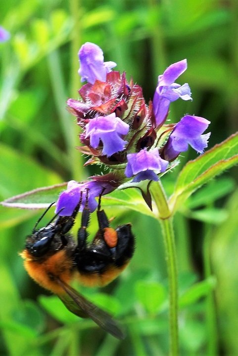 c0248473_16550281.jpg