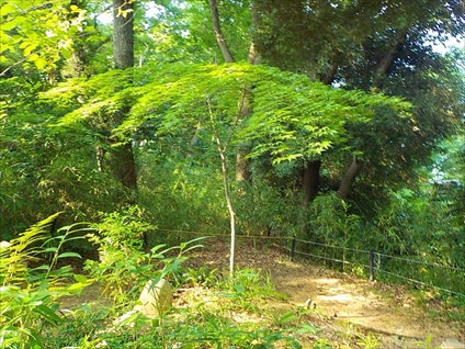e0126875_815716.jpg