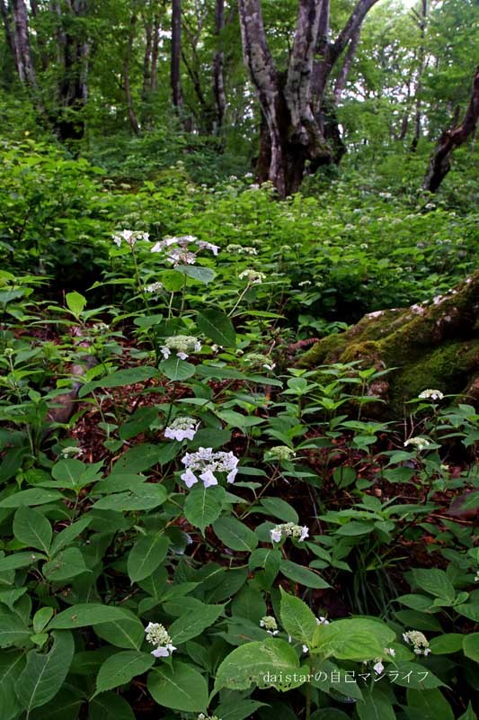 d0361602_11273827.jpg