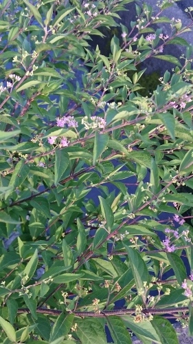 e0351303_21240266.jpg