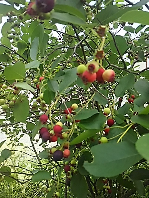 f0316507_09592758.jpg