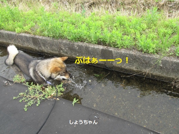 f0143123_10224464.jpg