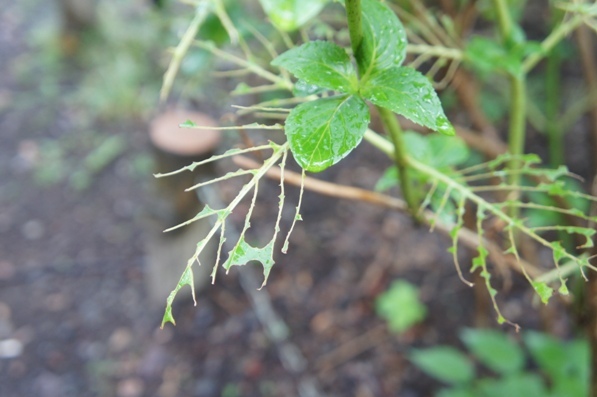 f0368538_15045273.jpg